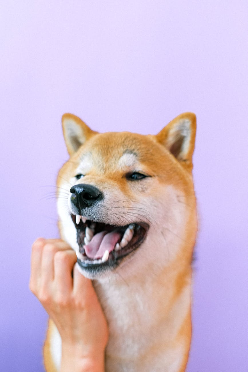 portrait of shiba inu dog